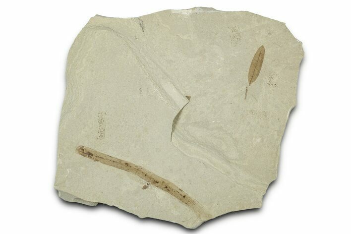 Fossil Leaves with Crane Fly - Green River Formation, Utah #334182